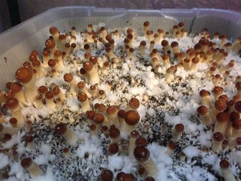 How to Handle and Store Magic Mushroom Spores